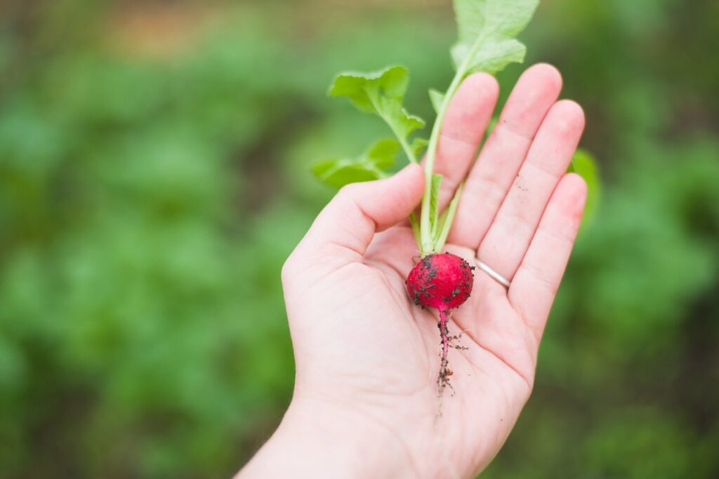 Retour à la terre : qui sont ces actifs en quête de reconversion agricole ?